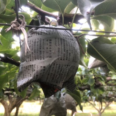 【先行予約/数量限定】新興梨 秀品 5kg(8～16玉入り)(2026年10月上旬～発送)