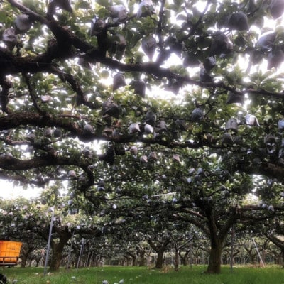 【先行予約/数量限定】【訳あり】新興梨 優品 5kg(8～16玉入り)(2026年10月上旬～発送)