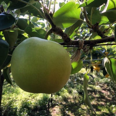 【先行予約/数量限定】20世紀梨 秀品 5kg(13～20玉入り)(2026年9月上旬～発送)