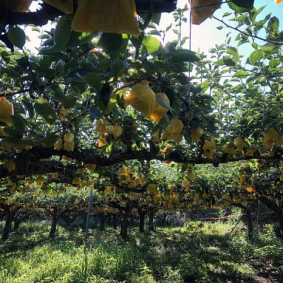 【先行予約/数量限定】20世紀梨 秀品 5kg(13～20玉入り)(2026年9月上旬～発送)