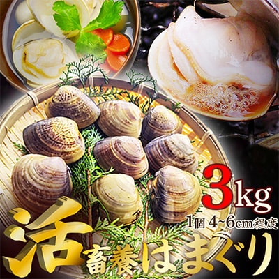 肉厚 畜養活はまぐり 3kg(60～100個前後)　一粒一粒を選別し新鮮なハマグリをお届け