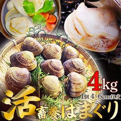 肉厚 畜養活はまぐり 4kg(80～130個前後)　一粒一粒を選別し新鮮なハマグリをお届け