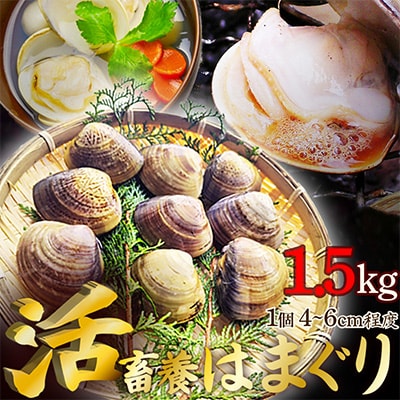  {{͂܂ 1.5kg(30`45O)@ꗱꗱIʂVNȃn}O͂