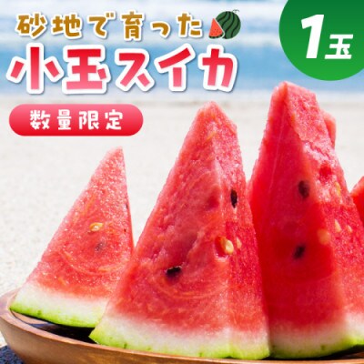 にしまるスイカ 秀品 1玉入り(ハウス栽培)(2025年6月中旬から順次発送)