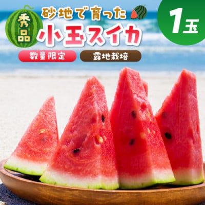 にしまるスイカ 秀品 1玉入り(露地栽培)(2025年7月中旬から順次発送)
