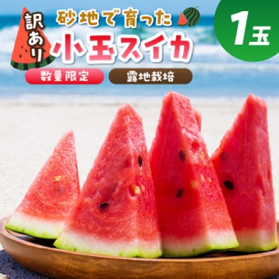 にしまるスイカ 訳あり 1玉入り(露地栽培)(2025年7月中旬から順次発送)