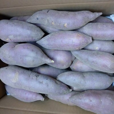 京都丹後砂丘育ち にしまる金時芋 3kg(2026年12月上旬～順次発送) ホクホクした薩摩芋