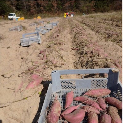 京都丹後砂丘育ち にしまる金時芋 3kg(2026年12月上旬～順次発送) ホクホクした薩摩芋