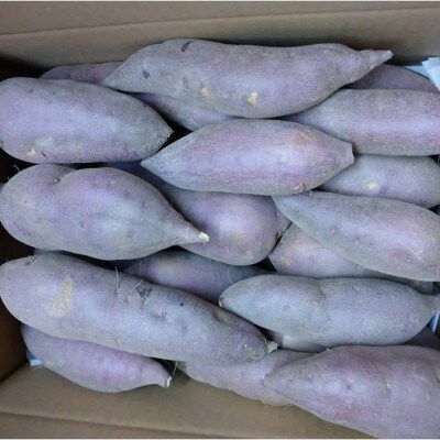 京都丹後砂丘育ち にしまる金時芋 5kg(2026年12月上旬～順次発送) ホクホクした薩摩芋