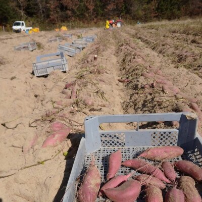 京都丹後砂丘育ち にしまる金時芋 5kg(2026年12月上旬～順次発送) ホクホクした薩摩芋