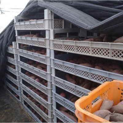 京都丹後砂丘育ち にしまる金時芋 5kg(2026年12月上旬～順次発送) ホクホクした薩摩芋