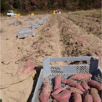 訳あり/京都丹後砂丘育ちにしまる金時芋 3kg(2026年12月上旬～順次発送) ホクホクした薩摩芋