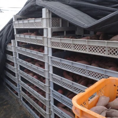 訳あり/京都丹後砂丘育ちにしまる金時芋 3kg(2026年12月上旬～順次発送) ホクホクした薩摩芋