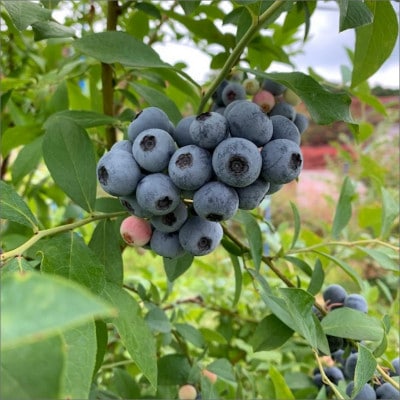 国産 完熟ブルーベリー 生果 200g×4パック(栽培期間中農薬・化学肥料・除草剤不使用) 冷蔵