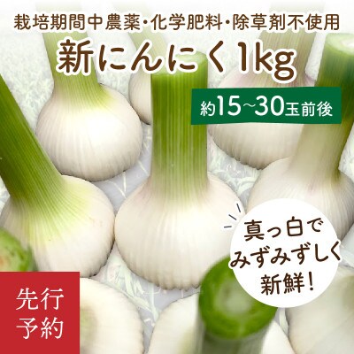 国産 新にんにく1kg(15玉～30玉前後)(栽培期間中農薬・化学肥料・除草剤不使用)