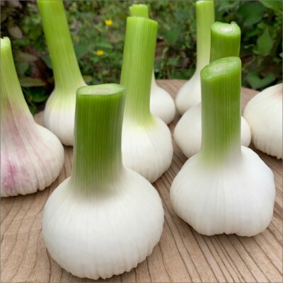 国産 新にんにく1kg(15玉～30玉前後)(栽培期間中農薬・化学肥料・除草剤不使用)