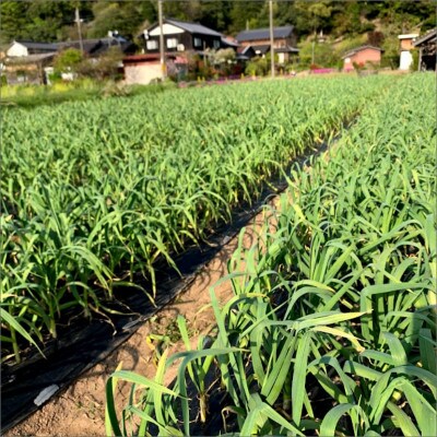 国産 新にんにく1kg(15玉～30玉前後)(栽培期間中農薬・化学肥料・除草剤不使用)