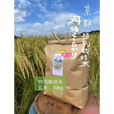 【先行予約】令和7年産 丹後こしひかり 玄米10kg【特別栽培米】