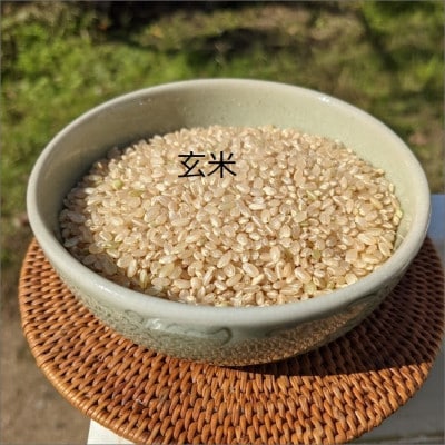 【先行予約】令和7年産 丹後こしひかり 玄米30kg【特別栽培米】