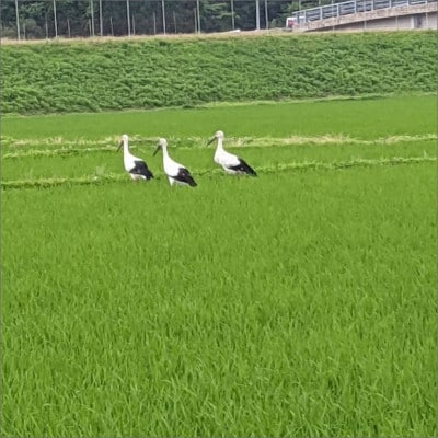 【先行予約】令和7年産 丹後こしひかり 玄米30kg【特別栽培米】