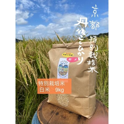 【先行予約】令和7年産 丹後こしひかり 白米9kg【特別栽培米】 精米