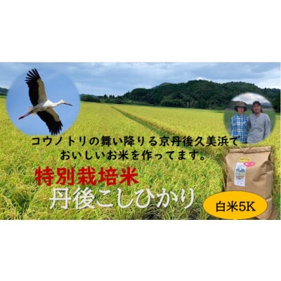【先行予約】令和7年産 丹後こしひかり 白米5kg【特別栽培米】 精米