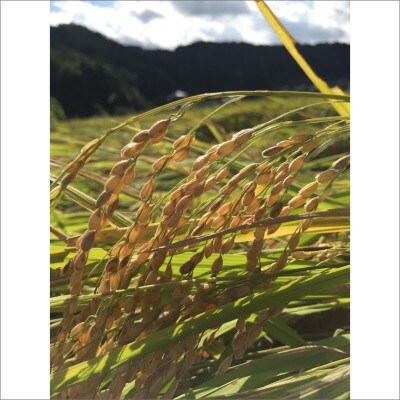 【先行予約】令和7年産 丹後こしひかり 白米3kg【特別栽培米】 精米