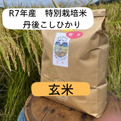 令和7年産　丹後こしひかり　玄米5kg【特別栽培米】新米 京都の農家から直送もっちりおいしい