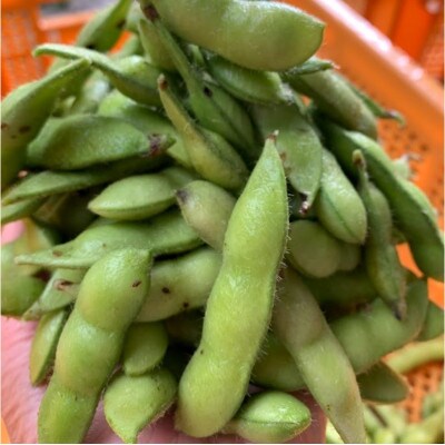 【数量限定】朝採り枝豆(湯上り娘)1kg(250g×4パック)