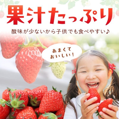 【特選】京都・まつみやファームの大粒いちご(あきひめイチゴ)15～20粒(2026年2月中旬～発送)