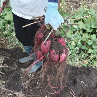 【先行予約】ホクホク美味しい 京丹後産紅はるか約1.5kg(土付き)　2025年10月上旬～順次発送