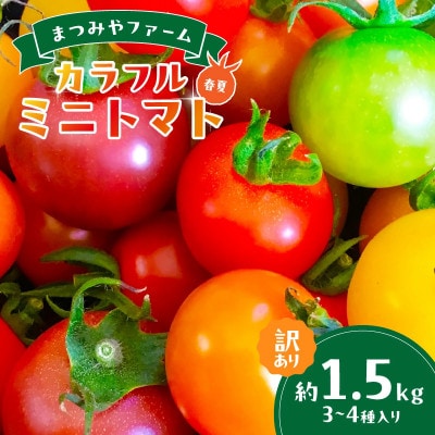 【訳あり】宝石のような輝き!カラフルミニトマト 約1.5kg(春夏)　2025年5月下旬～順次発送
