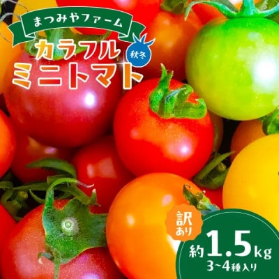【訳あり】宝石のような輝き!カラフルミニトマト 約1.5kg(秋冬)　2025年10月上旬～順次発送