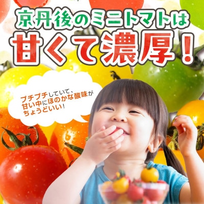 【訳あり】宝石のような輝き!カラフルミニトマト 約1.5kg(秋冬)　2025年10月上旬～順次発送