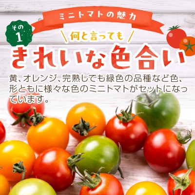 【訳あり】宝石のような輝き!カラフルミニトマト 約1.5kg(秋冬)　2025年10月上旬～順次発送