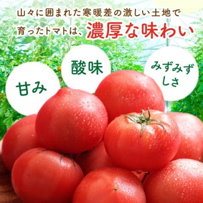 【厳選】京丹後産 大玉トマト 1kg以上 春夏発送(2025年5月中旬～発送) 濃厚な甘み大玉とまと