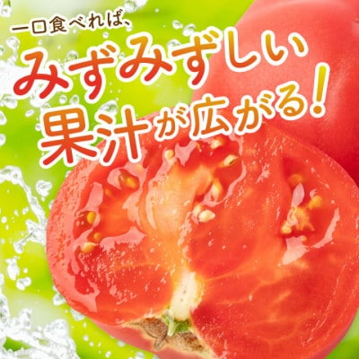 【厳選】京丹後産 大玉トマト 1kg以上 春夏発送(2025年5月中旬～発送) 濃厚な甘み大玉とまと
