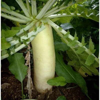 【先行予約】京丹後冬鍋野菜セット(2026年11月上旬～発送)