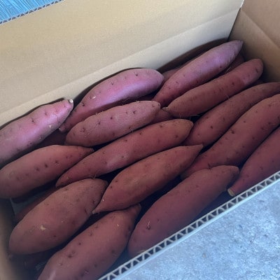 訳あり 京丹後産 土付き 紅はるか(さつまいも) 5kg(2026年11月上旬～発送) ご家庭用