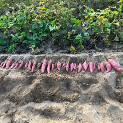 訳あり 京丹後産 土付き 紅はるか(さつまいも) 5kg(2026年11月上旬～発送) ご家庭用