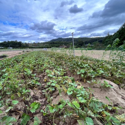 訳あり 京丹後産 土付き 紅はるか(さつまいも) 5kg(2026年11月上旬～発送) ご家庭用