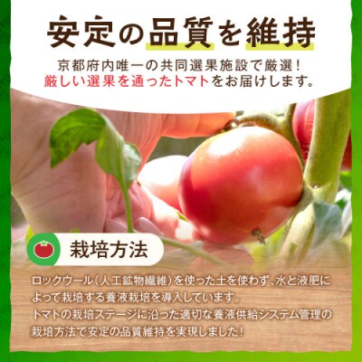 京丹後産・京トマト 4kg(12～24玉) 春夏発送