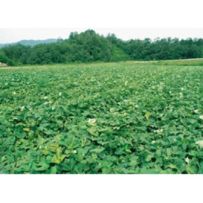 京都　京丹後市産　甘藷(さつまいも(金時芋)) 5kg(2026年12月上旬～発送)