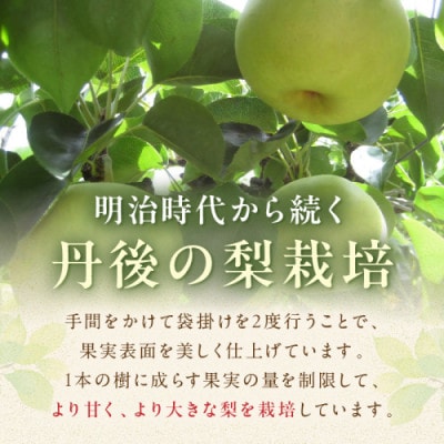 【先行予約/数量限定】20世紀梨 5kg(2026年9月上旬～発送)
