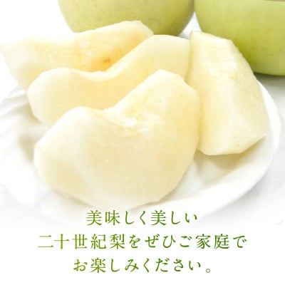 【先行予約/数量限定】20世紀梨 5kg(2026年9月上旬～発送)