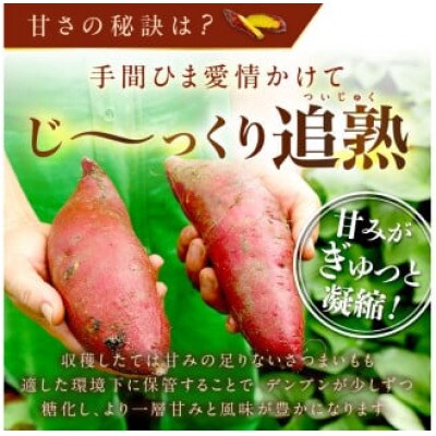 【さつまいもオブザイヤー2年連続受賞】ふくむらさき 土付き10kg 竹田農園熟成 しっとり系の紫いも