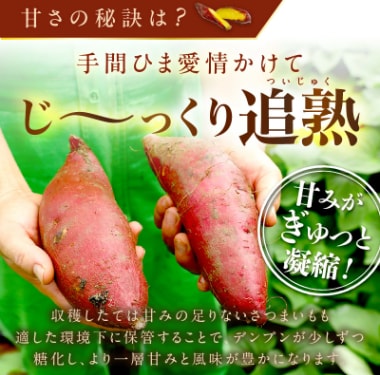 さつまいもオブザイヤー紅はるか部門全国1位 紅はるか　土付き(1本120～450g程度)10kg