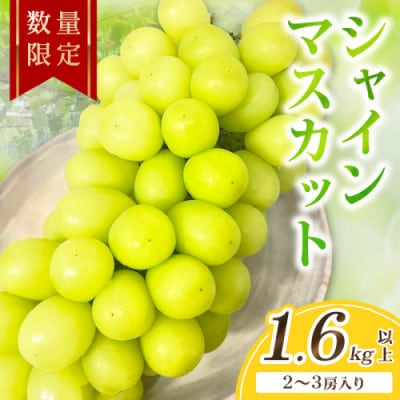【先行予約/数量限定】シャインマスカット 1.6kg以上(2～3房入り)2026年9月上旬～順次発送