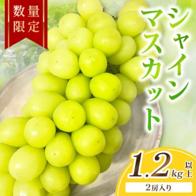 【先行予約/数量限定】シャインマスカット 1.2kg以上(2房入り)2026年9月上旬より順次発送
