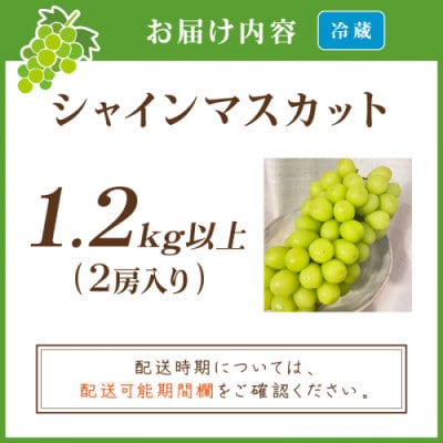【先行予約/数量限定】シャインマスカット 1.2kg以上(2房入り)2026年9月上旬より順次発送
